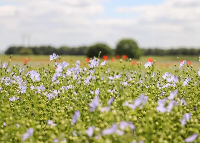 The Old Doghouse Nyaraló